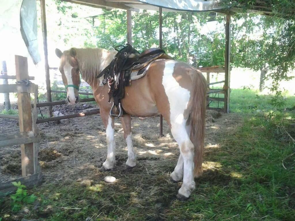 The Horse Otel Pogno Dış mekan fotoğraf